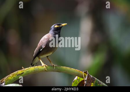 The common myna or Indian myna, sometimes spelled mynah, is a bird in the family Sturnidae, native to Asia. Stock Photo