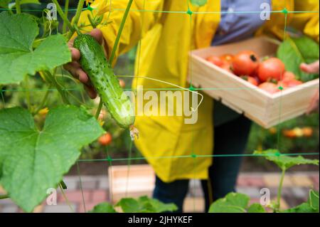 Farmer in yellow coat, holds wooden box of harvested organic vegetables and picking ripe cucumber in organic eco farm Stock Photo