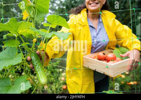 Focus on a growing cucumber in the hands of a blurred woman farmer harvesting organic vegetables into a wooden eco box Stock Photo