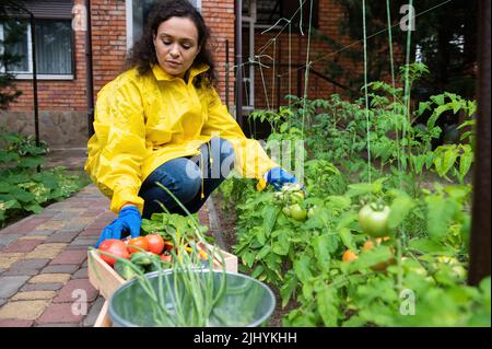 Woman gardener agriculturist picking organic vegetables and putting them in a wooden box for sale at a farmers market Stock Photo
