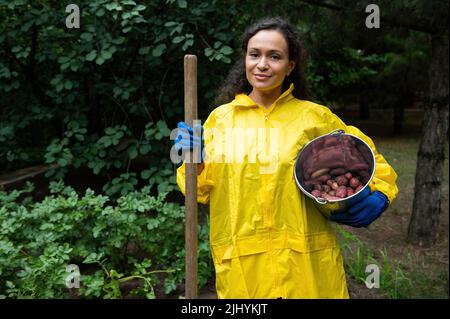 Young Hispanic woman farmer in a yellow raincoat with a garden shovel and a metal bucket with freshly dug potatoes Stock Photo