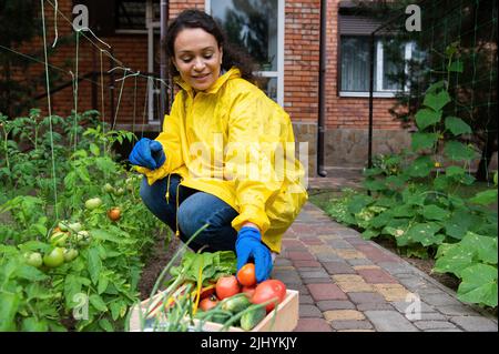 Beautiful woman farmer in yellow coat stacking harvested crop of tomatoes into a wooden box. Agricultural hobby, Farming Stock Photo