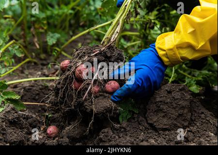 Details: Farmer's hands in blue gloves holding freshly dug potato while digging up a growing potato bush in an eco farm Stock Photo