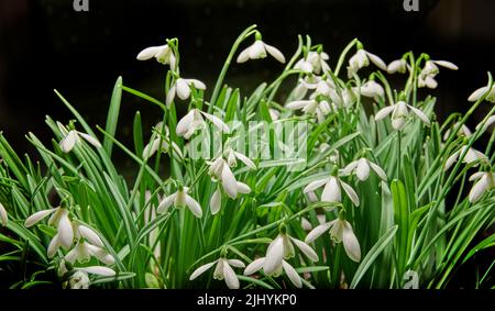 Closeup of a bunch of white common snowdrop flowers growing in studio isolated against a black background. Galanthus nivalis budding, blossoming Stock Photo