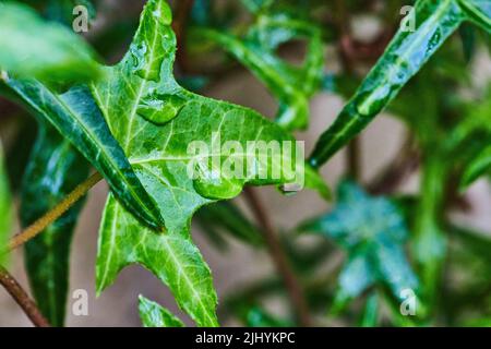 Macro of tiny green leaf with water drops Stock Photo