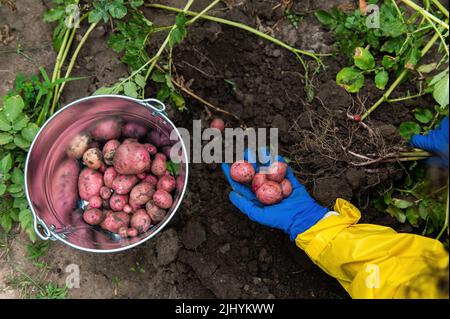 Farmer's hands in blue gloves with a harvest of freshly dug potatoes on the ground. vegetables gardening. Agribusiness. Stock Photo