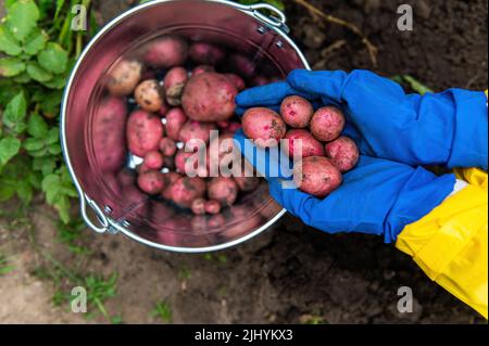 Blue work gloved hands holding freshly dug potatoes against the ground. Copy space. Harvesting. Agriculture. Eco farming Stock Photo