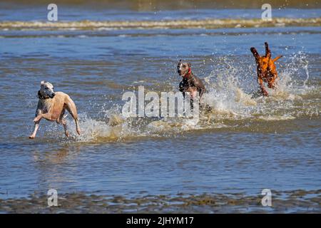 Two sighthounds and Vizsla dog chasing each other in shallow water on the beach along the North Sea coast Stock Photo