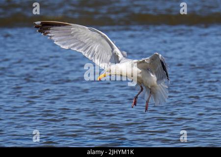 European herring gull (Larus argentatus) landing in shallow water on the beach along the North Sea coast in summer Stock Photo