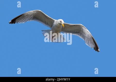 European herring gull (Larus argentatus) in flight against blue sky in summer Stock Photo