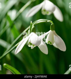 Closeup of white common snowdrop flowers growing against a green copy space background in a remote field. Galanthus nivalis blossoming, blooming and Stock Photo