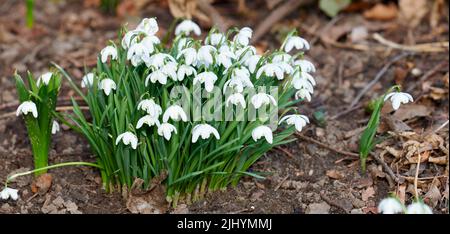 Closeup of white common snowdrop flowers growing and blooming from nutrient rich soil in a home garden or remote field. Group of galanthus nivalis Stock Photo