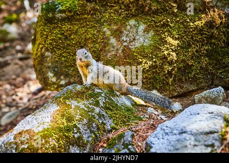 Yosemite ground squirrel on mossy rocks Stock Photo