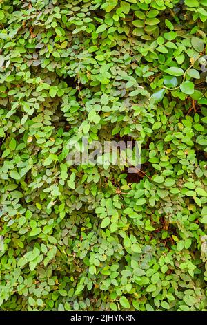 Wall of green leaves growing in spring Stock Photo