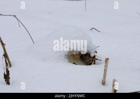 Dying wild forest in winter Stock Photo