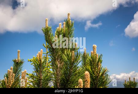 Pinus mugo is a shrubby and bushy conifer with a prostrate and twisted bearing. Dolomiti mountains, northern Italy. Mountain pine (Pinus mugo). Stock Photo