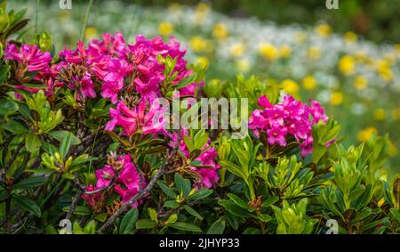 Rhododendron ferrugineum. Alpine flower. Italian dolomites - South Tyrol - northern Itlay, Flora alpina Stock Photo