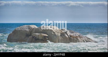 Seagulls resting on a big rock in blue water in South Africa with copy space. Ocean waves washing birds off large boulder in Cape Town. Scenic Stock Photo