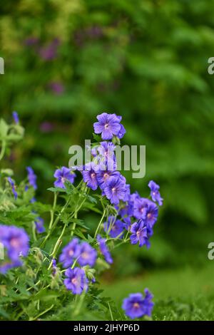 Blue meadow geranium flowers in a backyard garden in summer. Violet flora growing and blooming in a park or on a lawn against a green nature Stock Photo