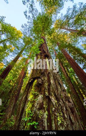 View looking up at huge Redwood forest tree Stock Photo