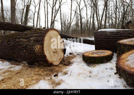 Sawn trees in the winter forest Stock Photo