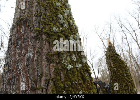 Evernia prunastri on the moss covered tree Stock Photo