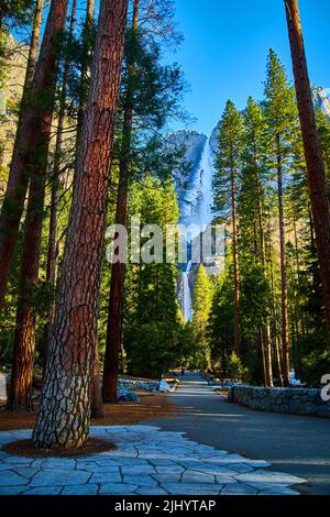 Walking path lined with pine trees leads to frosty Yosemite Falls in early spring Stock Photo