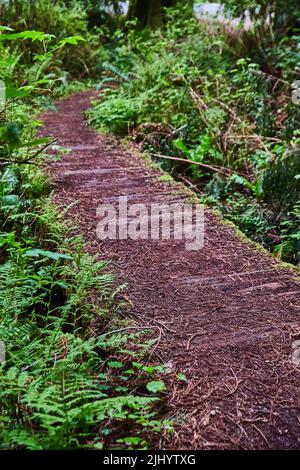 View of wooden path trail covered in dirt and pine needles of Redwoods Stock Photo