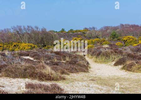 The Heather Walk in Studland Bay, on the south coast of Dorset, England. Stock Photo