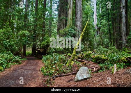 Walking path through majestic forest Stock Photo