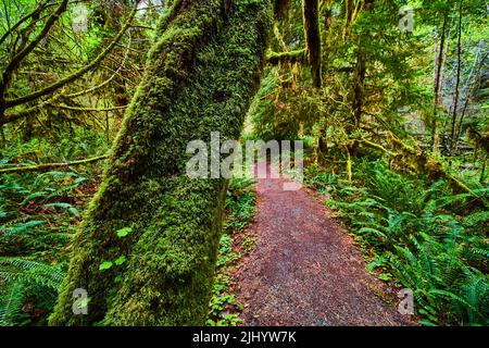 Trunk covered in moss next to clean and simple dirt trail and fern-covered forest Stock Photo