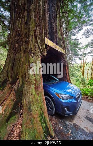 View from side of Subaru Crosstrek parked inside of a Redwood Tree Stock Photo