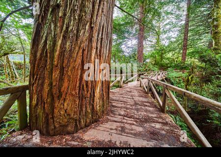 Wooden walking bridge with hole cut out for ancient Redwood tree Stock Photo