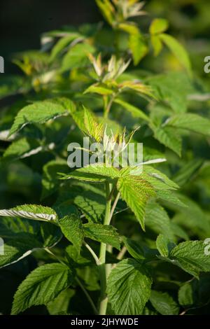 A green raspberry bush grows in the garden. Stock Photo