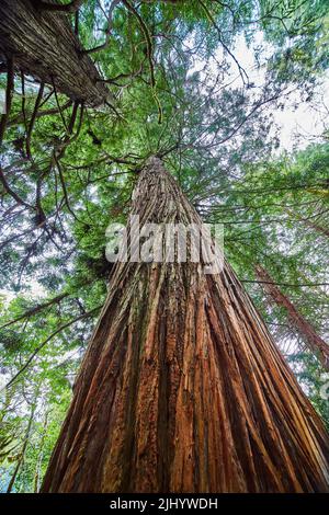 View looking up at ancient and colorful Redwood tree in lush spring forest Stock Photo