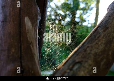 Spider-wasp Argiope bruennichi on own web at autumn morning. Stock Photo