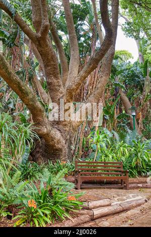 A bench next to a large oak tree growing in a dense forest. Beautiful picturesque landscape of lush green plants in the woods or an eco friendly Stock Photo