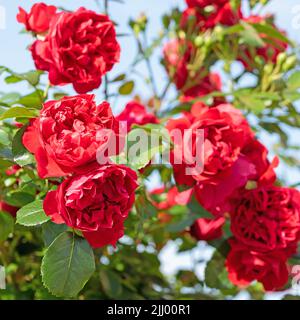 Blooming red hybrid tea roses Stock Photo