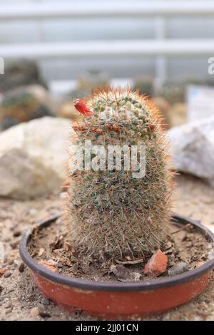 A closer look at one species of cactus with red thorns located in a landscaped area Stock Photo