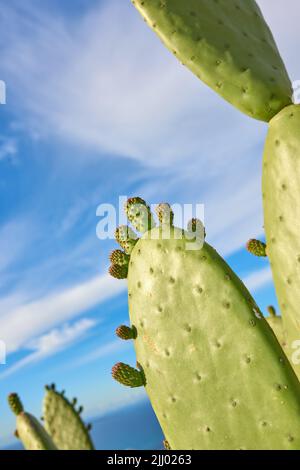 A field of prickly, green cacti against a cloudy blue sky in nature. Copyspace landscape view of a cactus plant and succulents growing in a natural Stock Photo