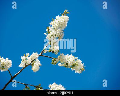 White cherry blossom flowers growing on a green branch in a home garden and isolated against blue sky with copy space. Low angle view of bunch of Stock Photo