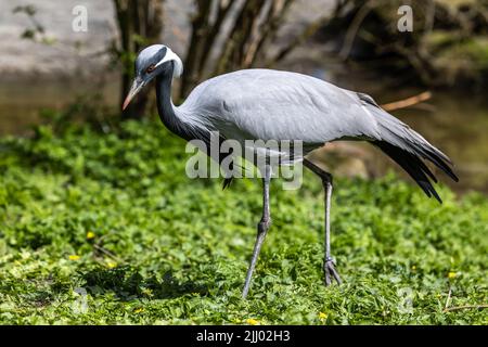 Demoiselle Crane, Anthropoides virgo are living in the bright green meadow during the day time. It is a species of crane found in central Eurosiberia Stock Photo