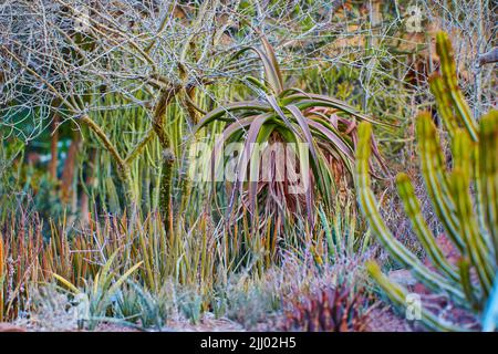 Tropical horticulture of candelabra aloe vera plants for medicinal or herbal use in remote, wild countryside. View of flowering, blooming or Stock Photo