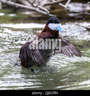 The Ruddy Duck, Oxyura jamaicensis, is a duck from North America and one of the stiff-tailed ducks. Stock Photo
