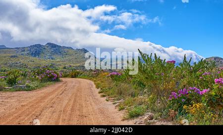 Countryside dirt road leading to scenic mountains with Perezs sea lavender flowers, lush green plants and bushes growing along the path. Landscape Stock Photo