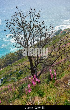Scenic view of trees, flowers and green shrubs on a steep mountain hill with ocean background. Beautiful landscape of wild grass and plants growing