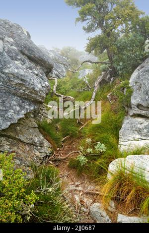 Flowers, plants and trees on mountain side in South Africa, Western Cape. Landscape of natural terrain with blue sky background and indigenous flora Stock Photo