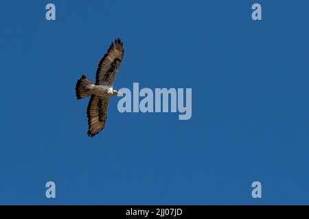 Zambia, South Luangwa National Park. African hawk-eagle (Aquila spilogaster) in flight. Stock Photo