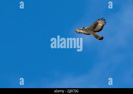 Zambia, South Luangwa National Park. African hawk-eagle (Aquila spilogaster) in flight. Stock Photo