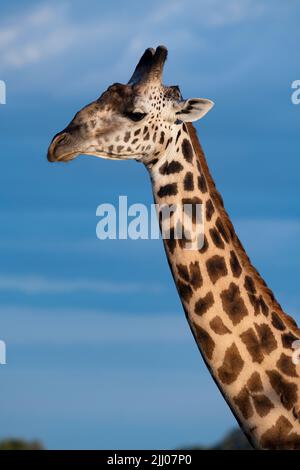 Zambia, South Luangwa National Park. Male Thornicroft's giraffe (WILD: Giraffa camelopardalis thornicrofti) endemic to Luangwa. Endangered species. Stock Photo